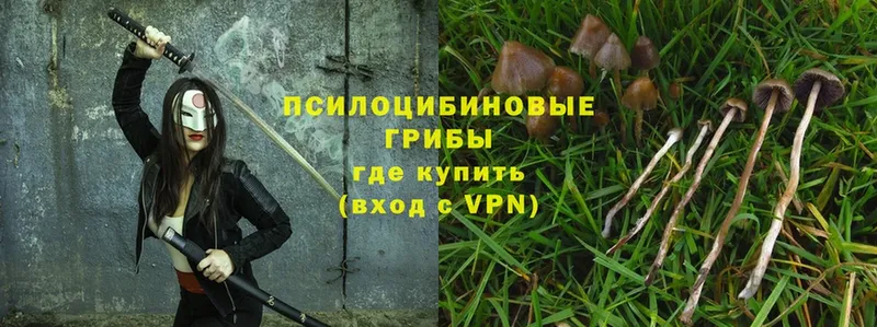 Псилоцибиновые грибы Psilocybe  цена наркотик  Новосибирск 